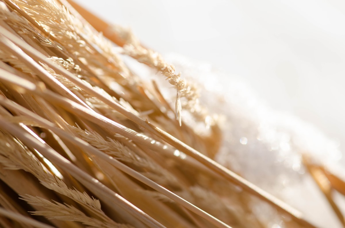 Grains complets et avoine